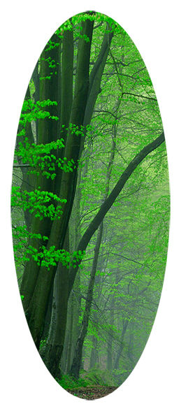 Serenity Forest Path